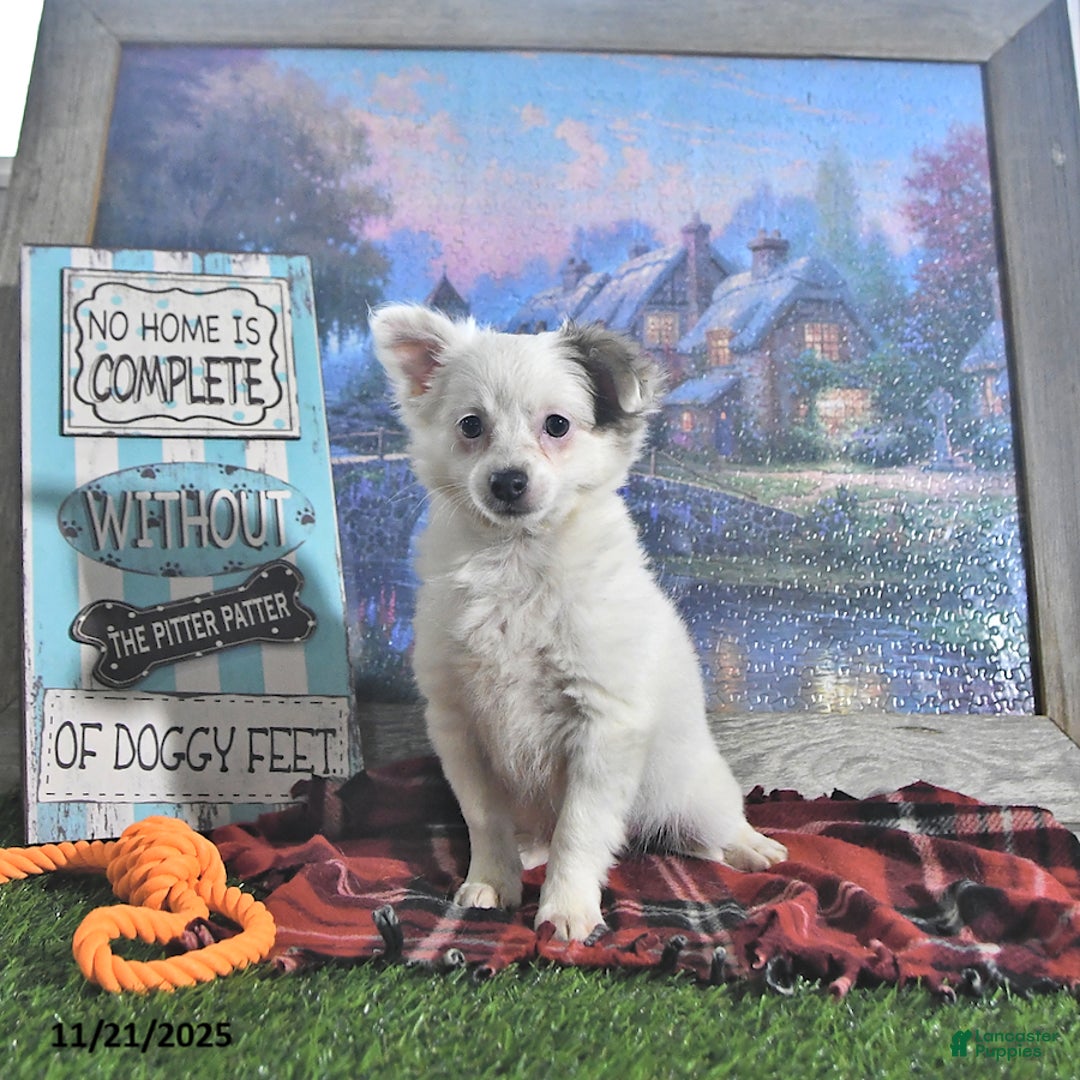 Chihuahua dogs for sale: Beau - Ad 6