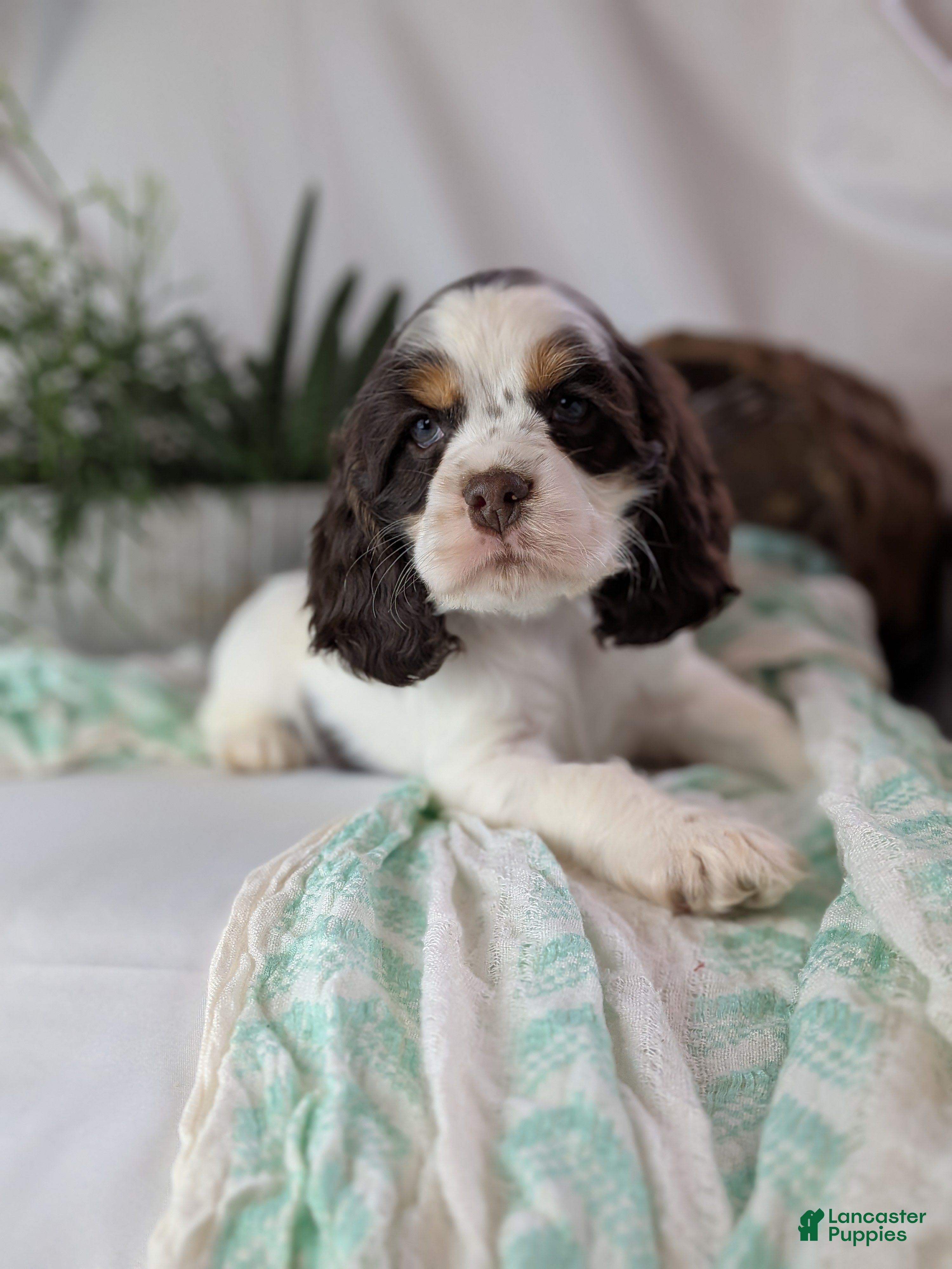 Cocker Spaniel dogs Zeke - Ad 2