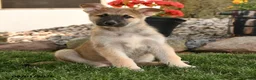 German Shepherd dogs for sale: Freeman - Ad 5