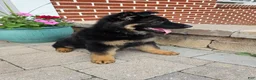 German Shepherd dogs for sale: Christy - Ad 4
