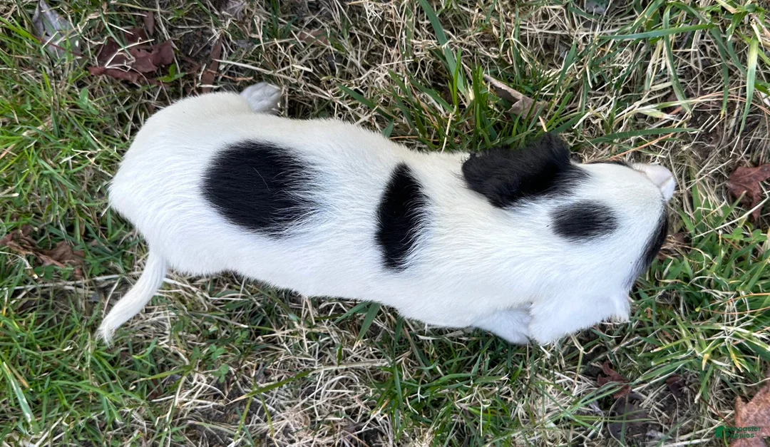 Miniature Dachshund dogs for sale: Dottie - Ad 2