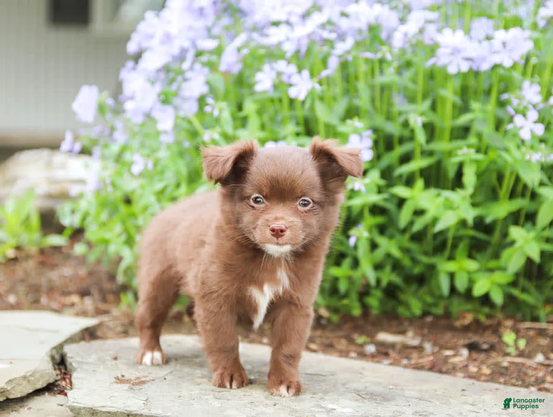 Gallery Image {{count}}