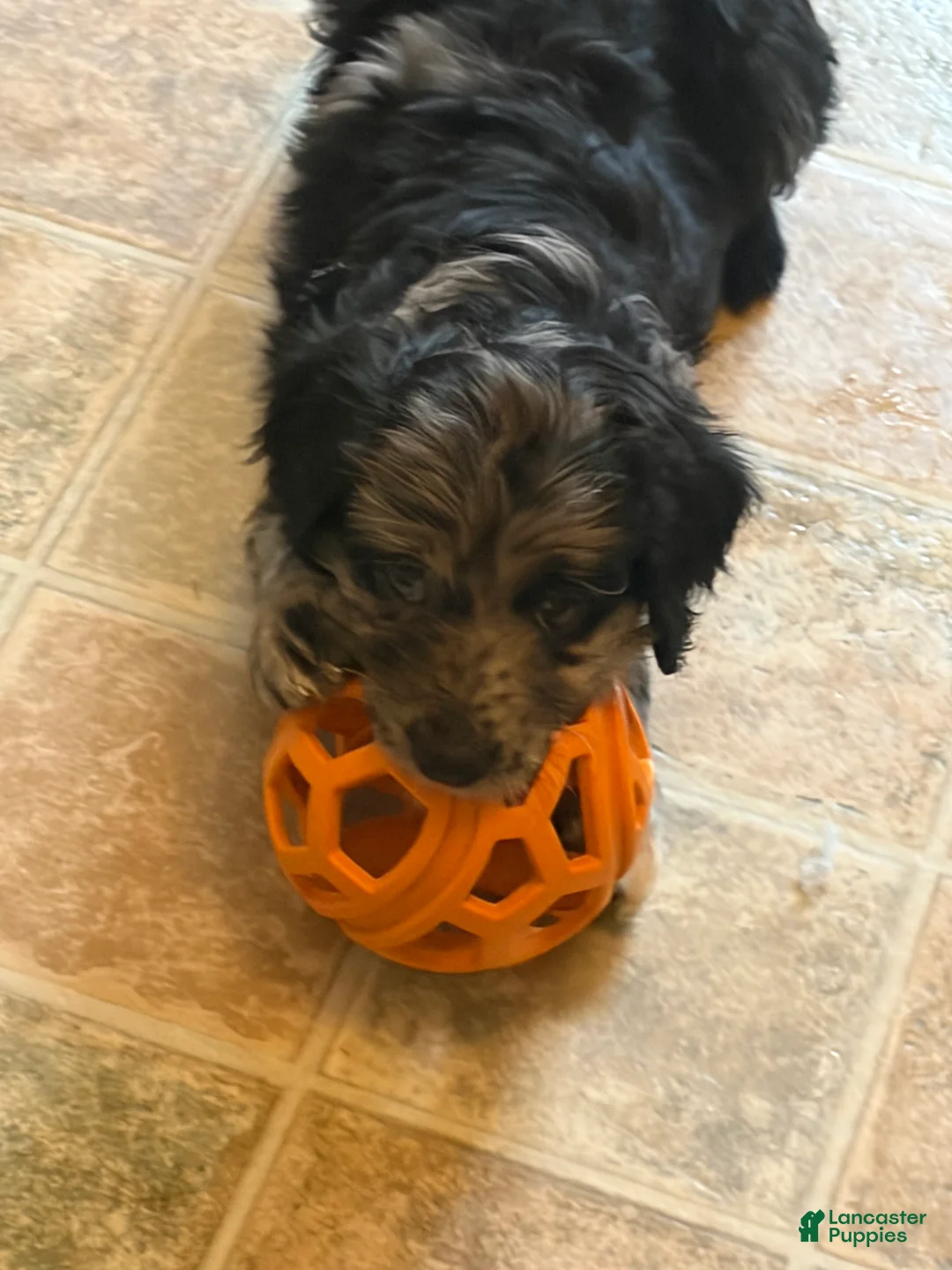 Aussiedoodle dogs for sale: Cupid - Ad 2