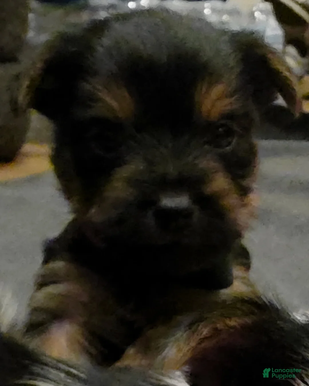 Yorkshire Terrier dogs for sale: Harvey  - Ad 7