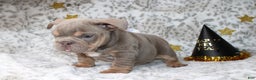 English Bulldog dogs for sale: Sandy  - Ad 2