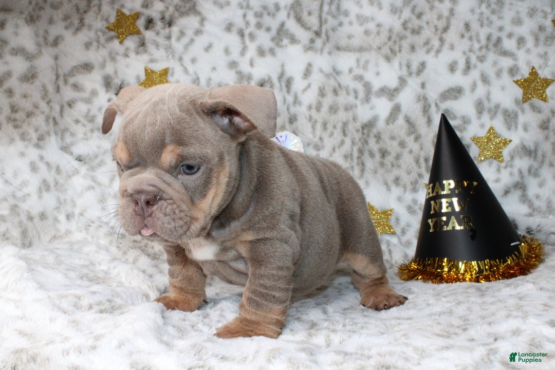 English Bulldog dogs for sale: Sandy  - Ad 2