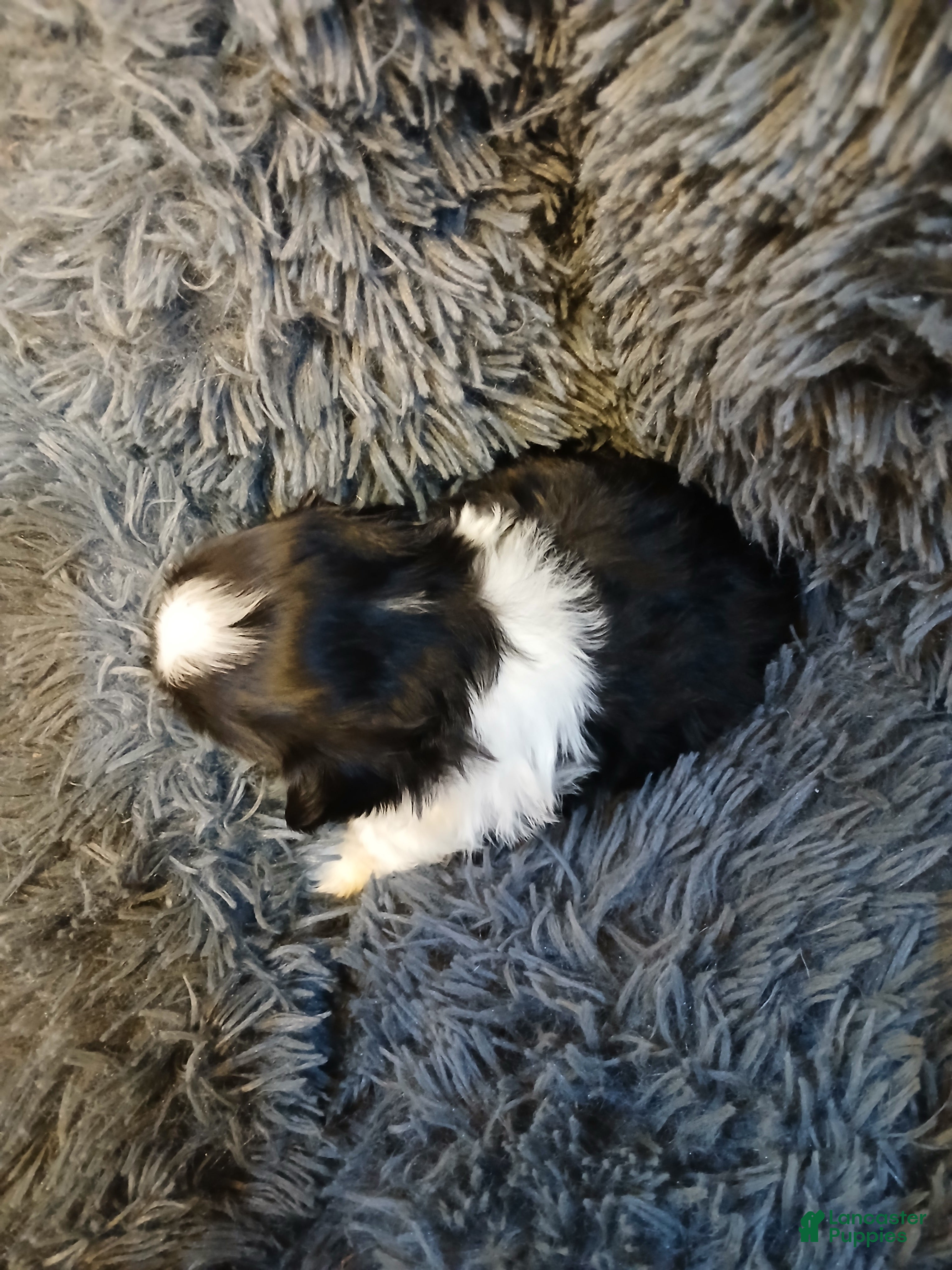 Shih Tzu dogs Moose  - Ad 1