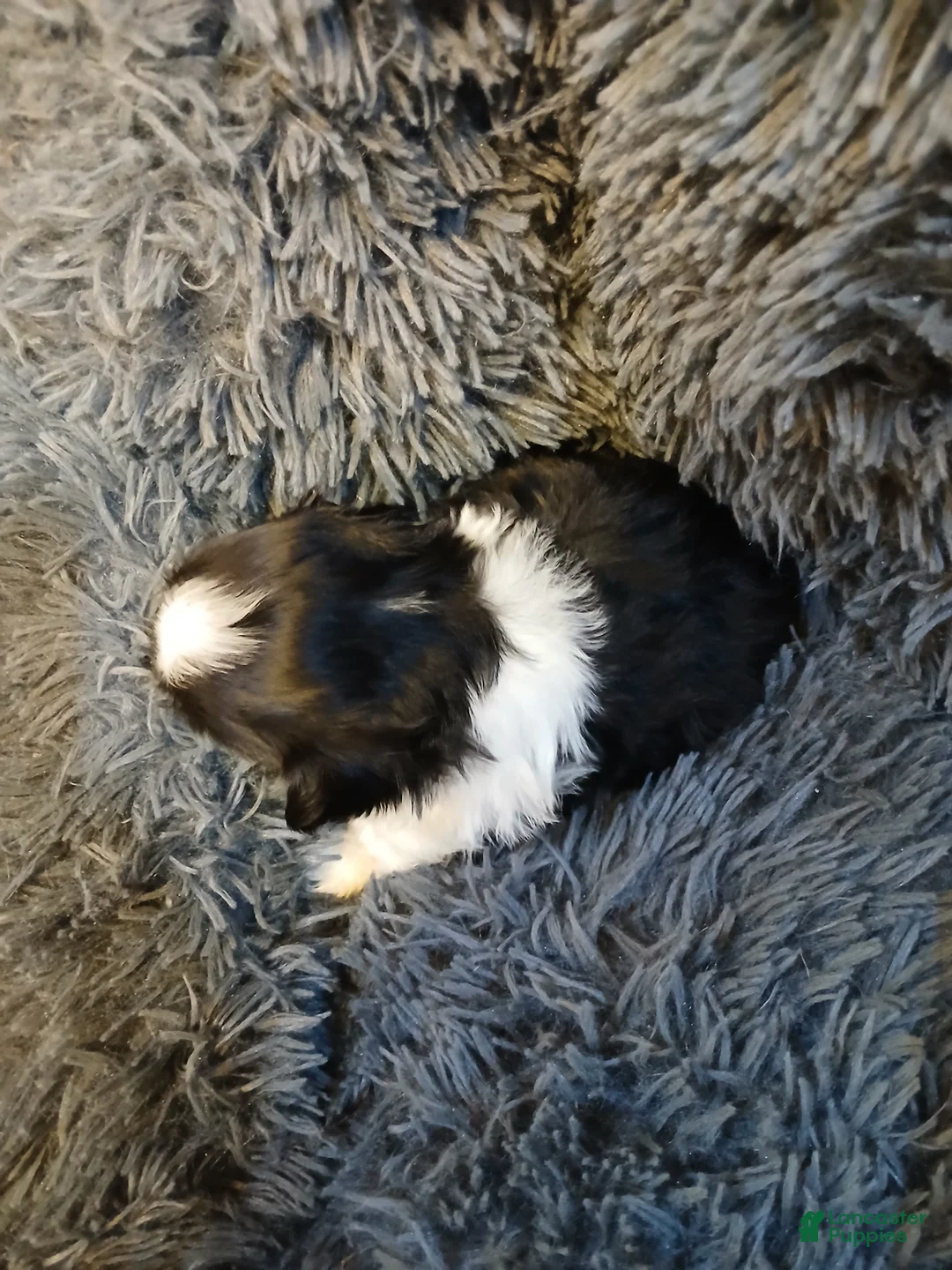 Shih Tzu dogs for sale: Moose  - Ad 1