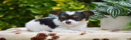 Papillon dogs for sale: Flora - Ad 4