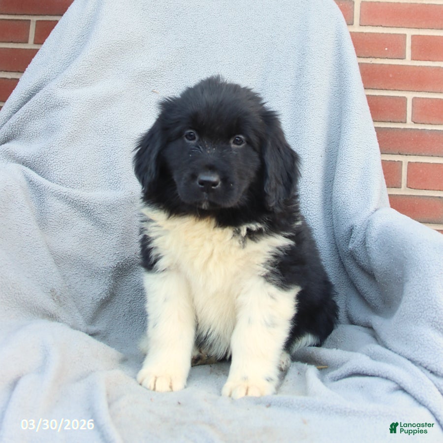 Newfoundland dogs Melody - Ad 2