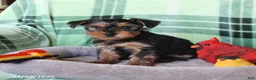 Yorkshire Terrier dogs for sale: Pepper - Ad 4