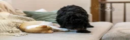 Bernedoodle dogs for sale: Acadia - Ad 9