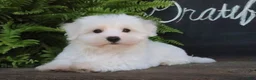 Maltese dogs for sale: Ginger - Ad 4