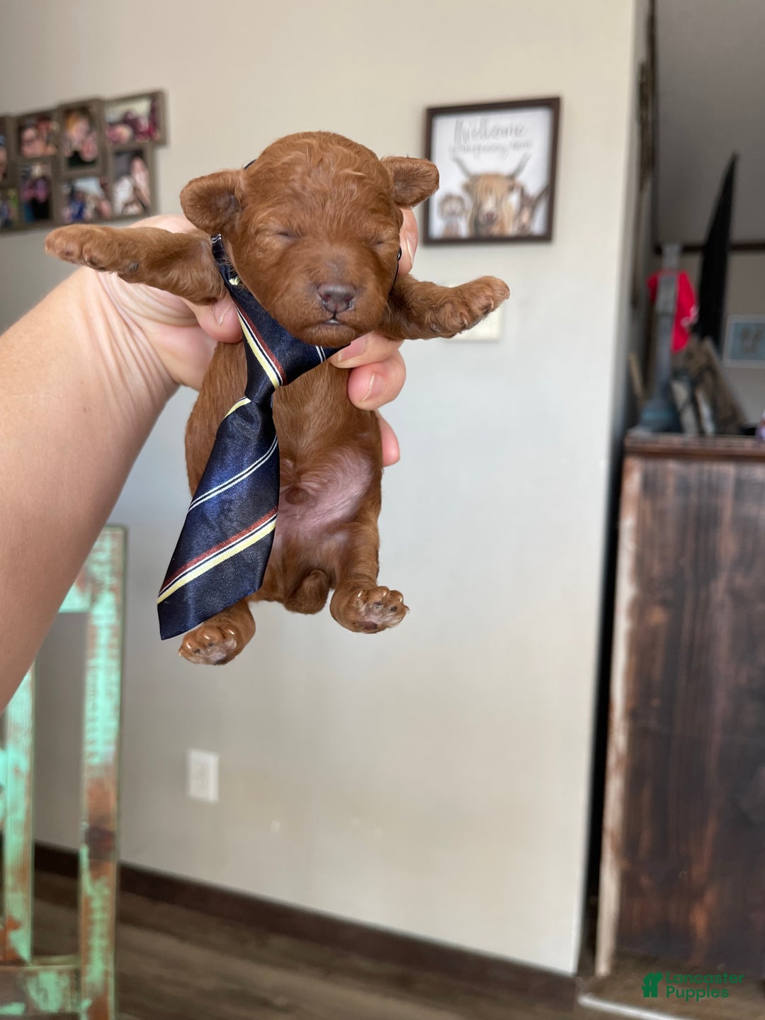 Toy Poodle dogs for sale: Akc Bred Color Red Boy - Ad 7