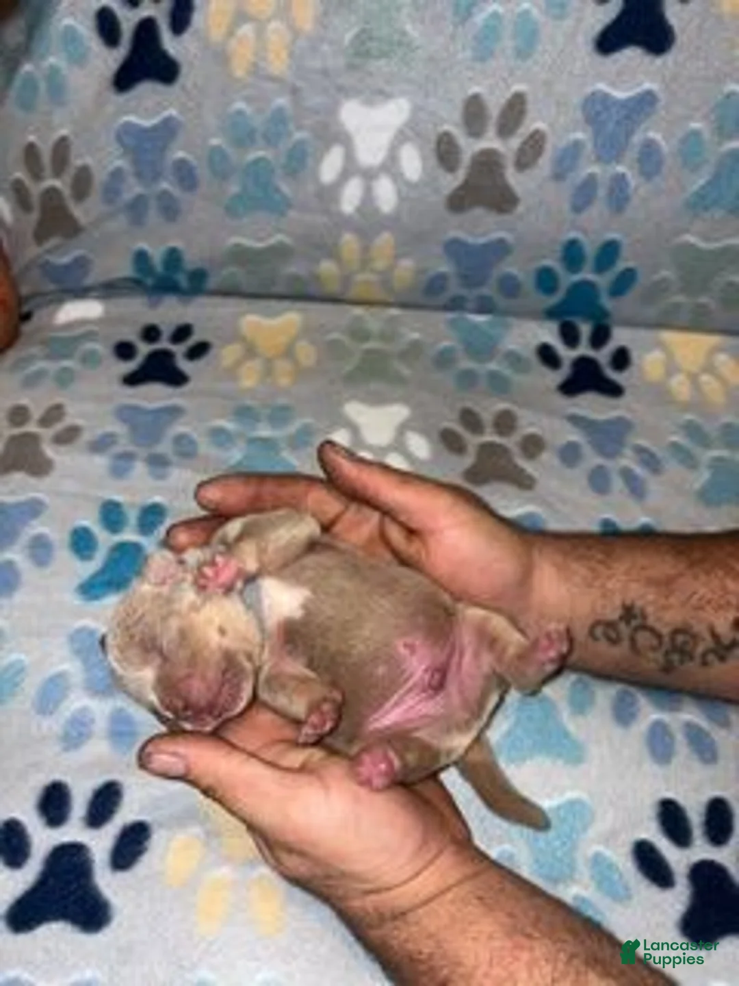 American Bully dogs for sale: MALE GREY COLLAR - Ad 2