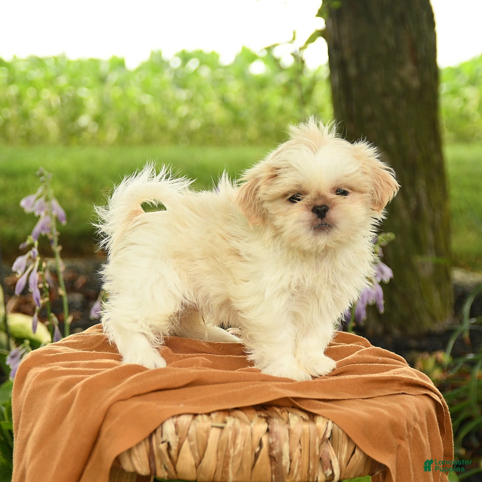 Shih Tzu dogs Zayn - Ad 2