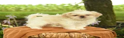 Shih Tzu dogs for sale: Zayn - Ad 2