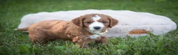 Cavapoo dogs for sale: Blaise Cavapoo  - Ad 22