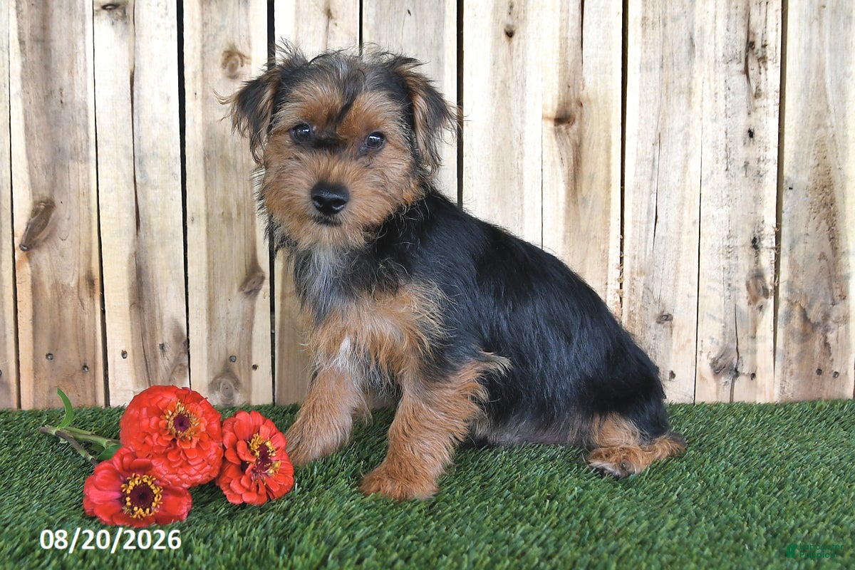 Yorkshire Terrier dogs for sale: Bear - Ad 1
