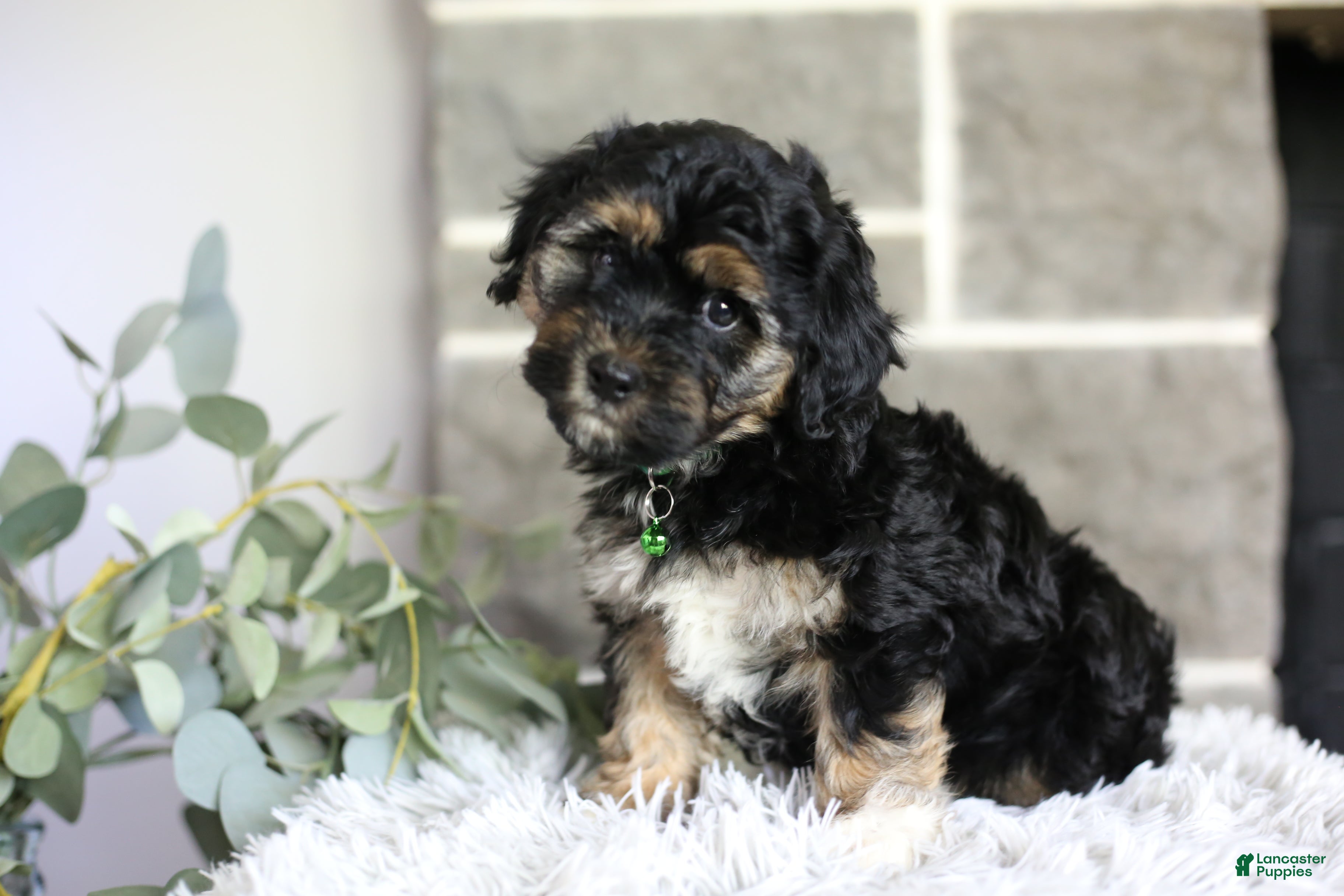Maltipoo dogs Bear - Ad 1