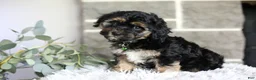 Maltipoo dogs for sale: Bear - Ad 1