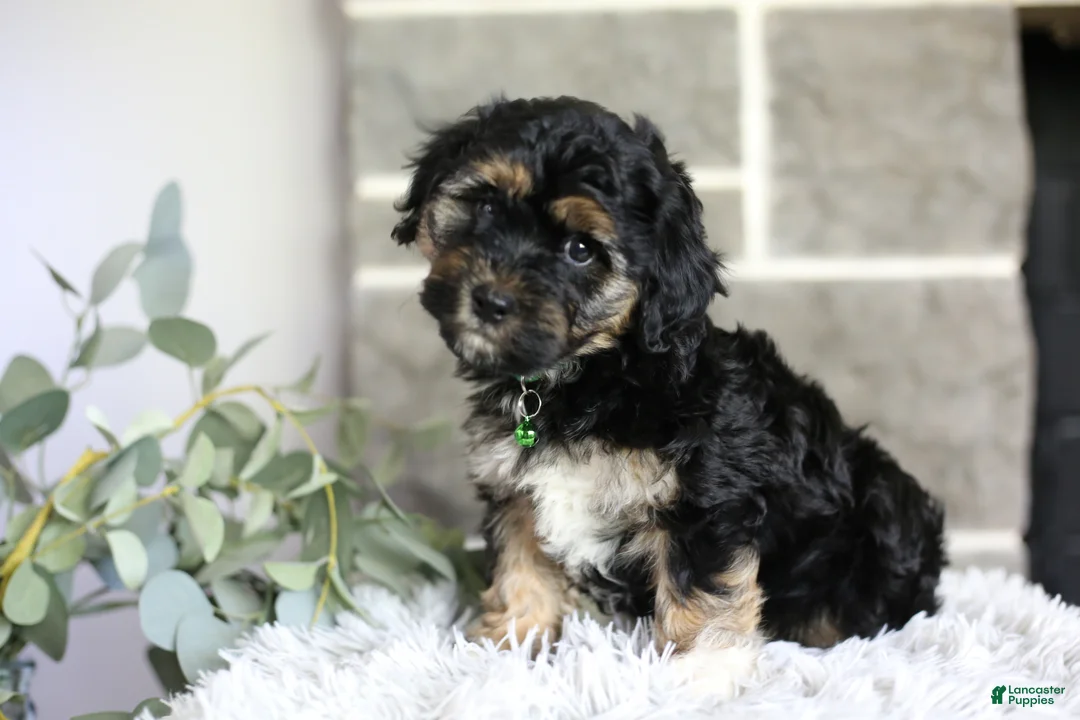 Maltipoo dogs for sale: Bear - Ad 1