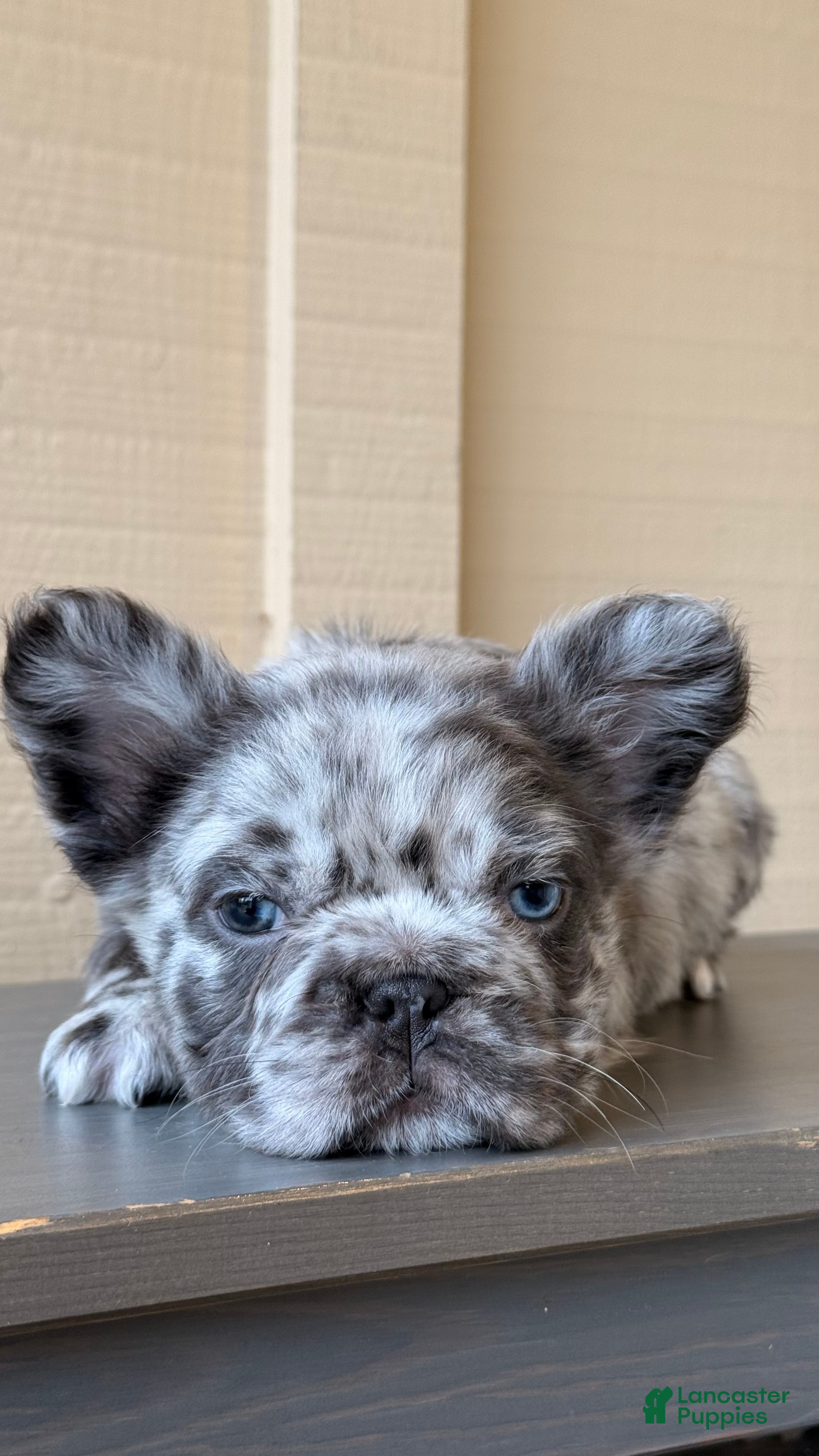 French Bulldog dogs for sale: 💙Blue Merle Male French Bulldog  - Ad 1