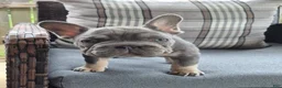 French Bulldog dogs for sale: Juju Big Rope Fluffy Carrier - Ad 3