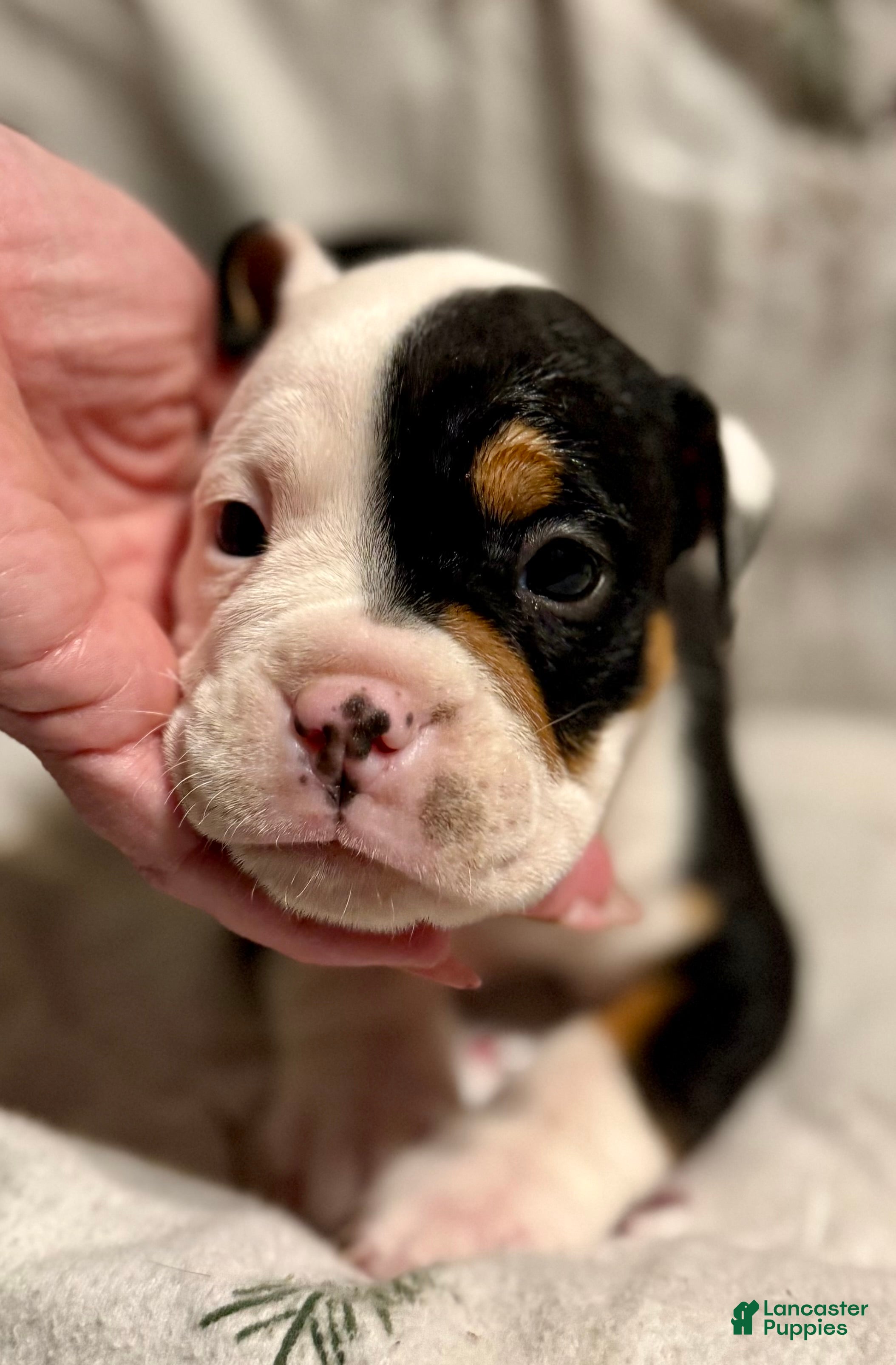 Olde English Bulldogge dogs Teeter - Ad 10