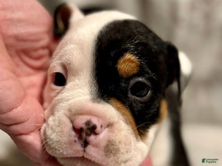 Olde English Bulldogge dogs Teeter - Ad 2