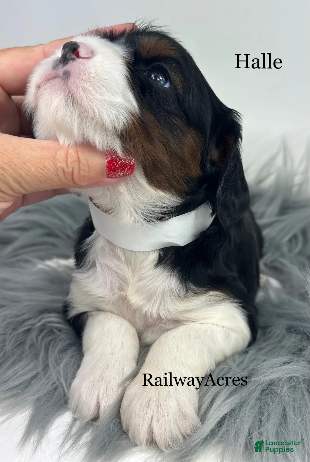 Cavapoo dogs for sale: Halle - Ad 2