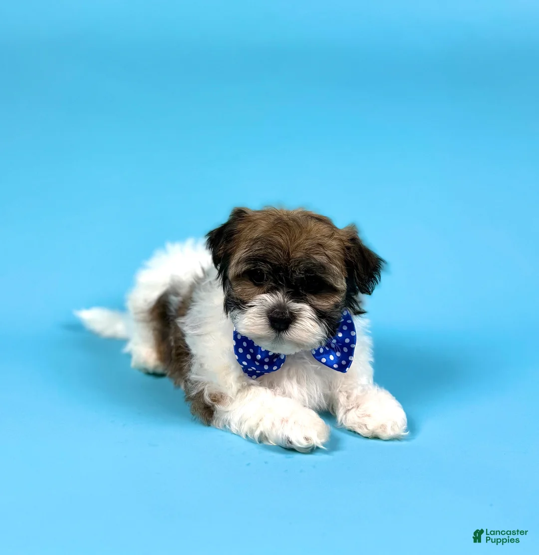 Havanese dogs for sale: YVONNE - Ad 1