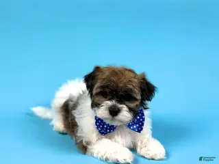 Havanese dogs for sale: YVONNE - Ad 3