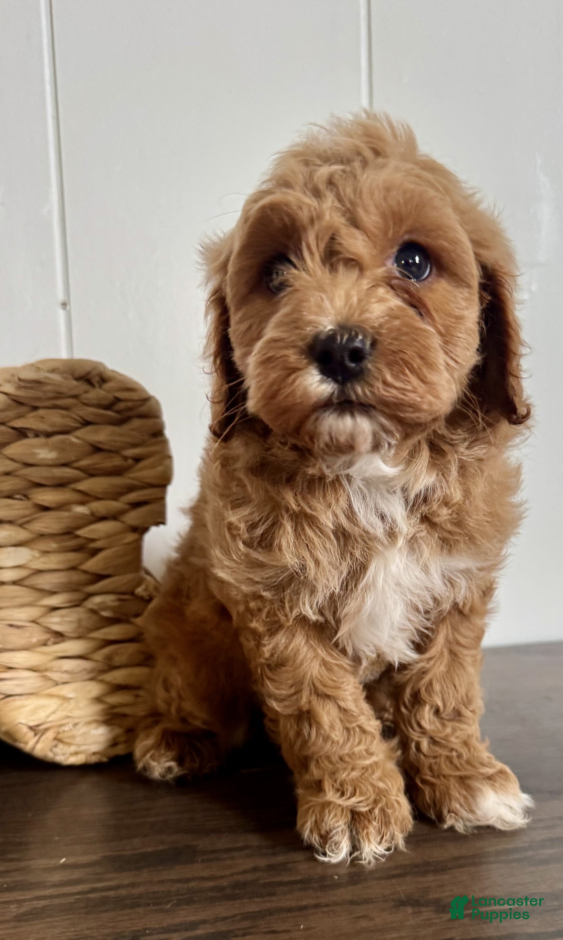 Cavapoochon dogs Teddy - Ad 2