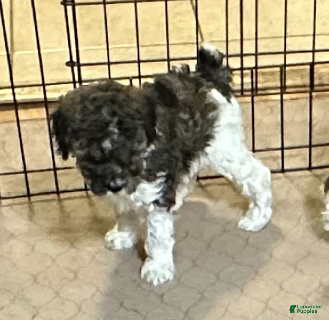 Miniature Poodle dogs for sale: Miniature Poodle Puppy 2 - Ad 2