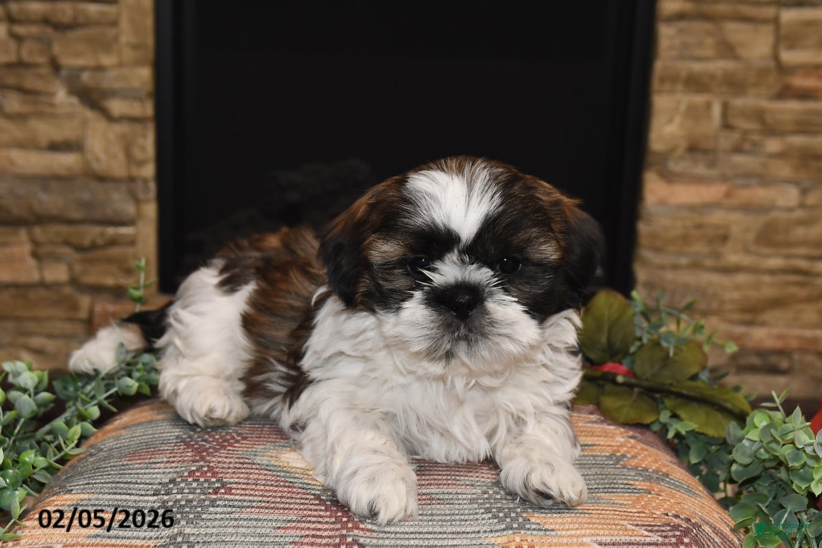 Shih Tzu dogs Rocky - Ad 36