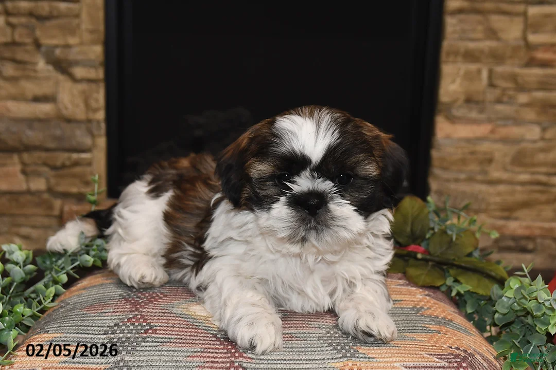 Shih Tzu dogs for sale: Rocky - Ad 1