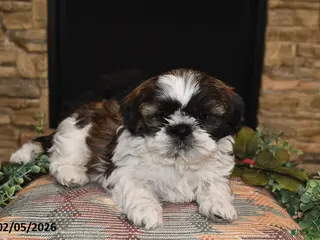 Shih Tzu dogs Rocky - Ad 36