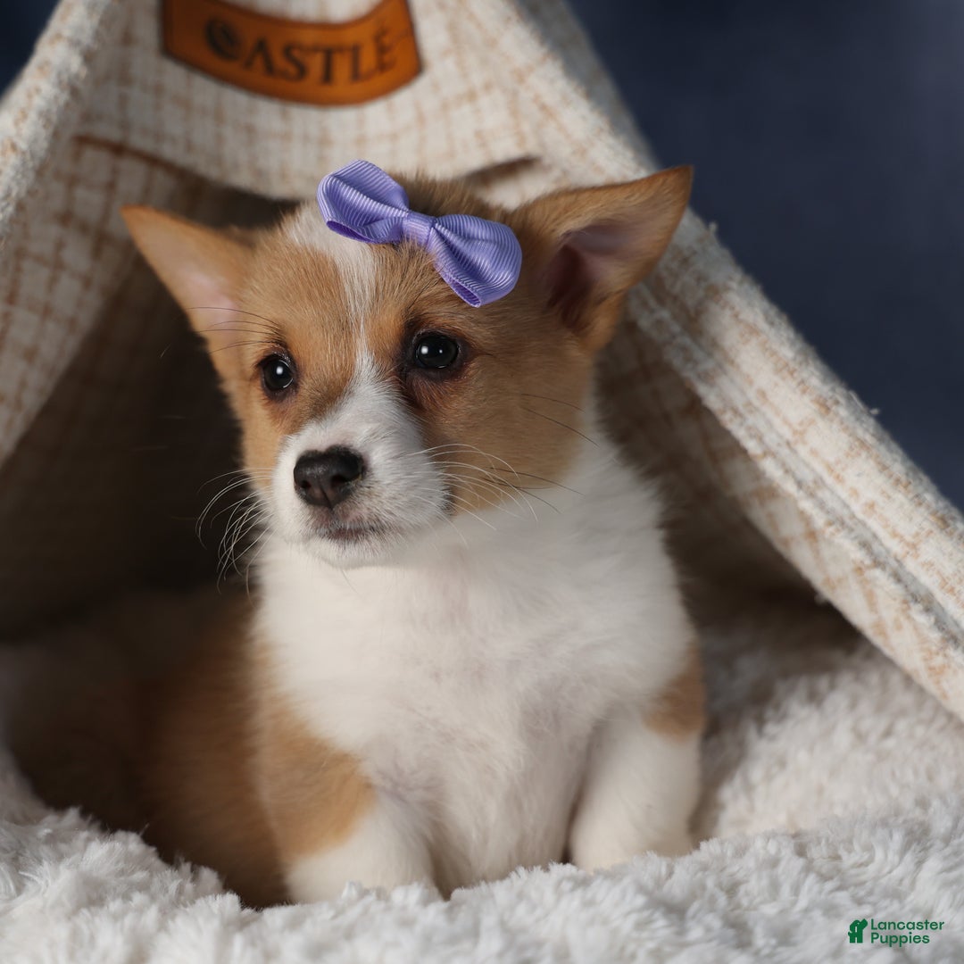 Welsh Corgi Pembroke dogs for sale: Dora - Ad 11