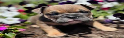 English Bulldog dogs for sale: Natalie - Ad 3