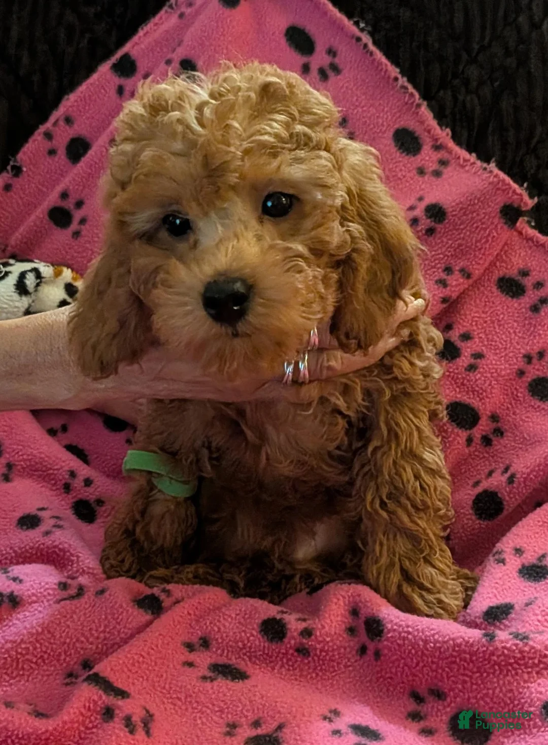 Toy Poodle dogs for sale: Toy Poodle 1 - Ad 3