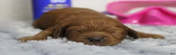 Cockapoo dogs for sale: Natalie - Ad 7