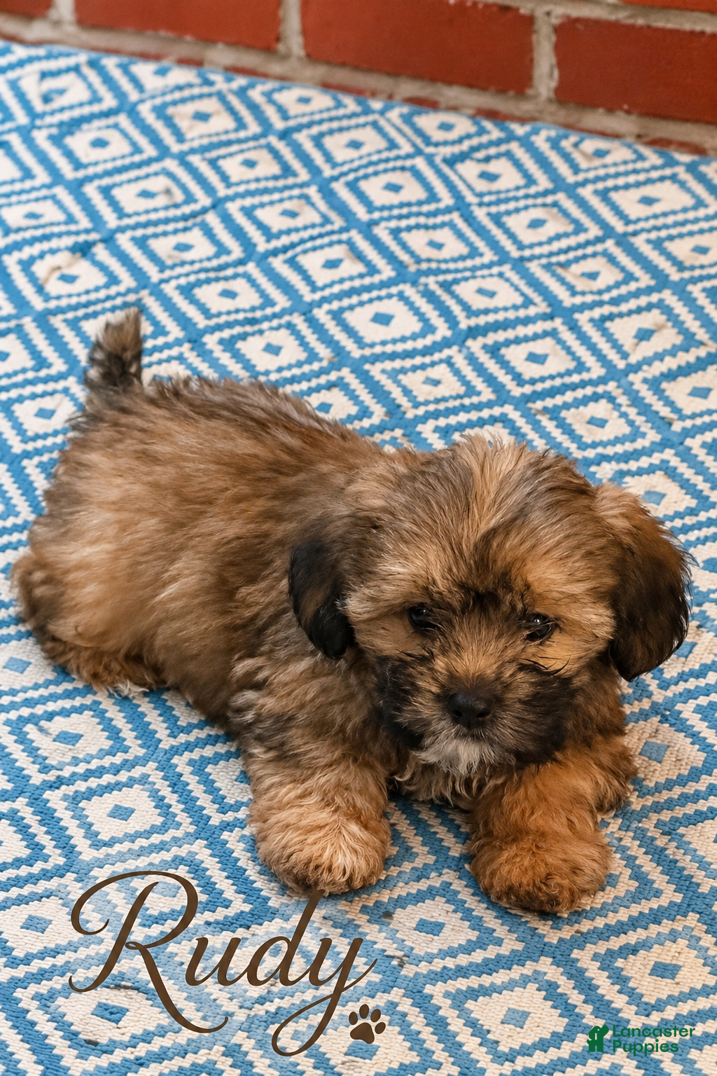 Shorkie dogs Rudy - Ad 38