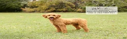Mini Goldendoodle dogs for sale: Wendy - Ad 3