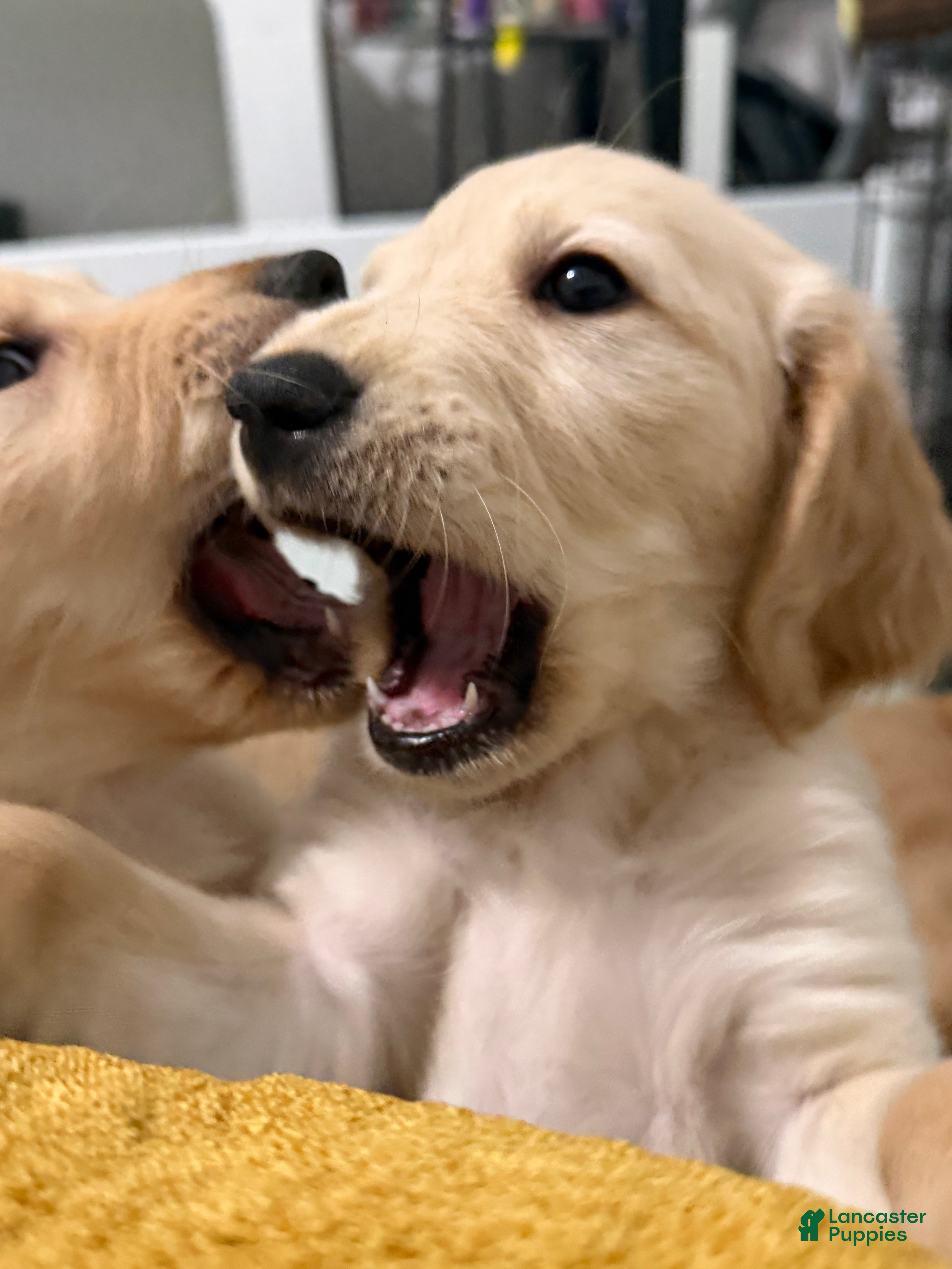 Golden Retriever dogs Capri - Ad 2