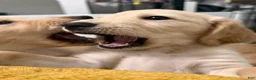 Golden Retriever dogs for sale: Capri - Ad 2
