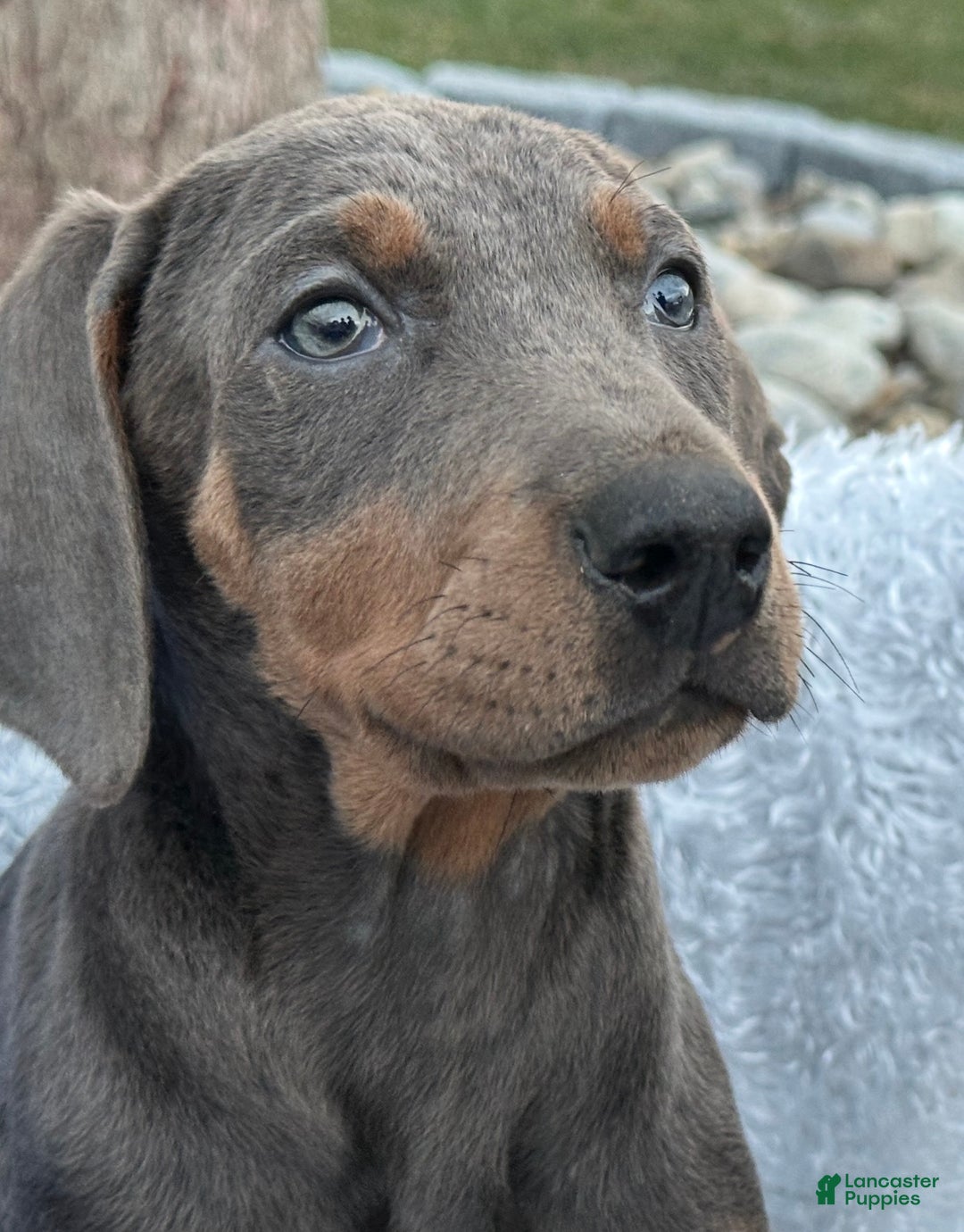 Doberman Pinscher dogs for sale: Akc Doberman Pinscher Blue Valentine - Ad 6