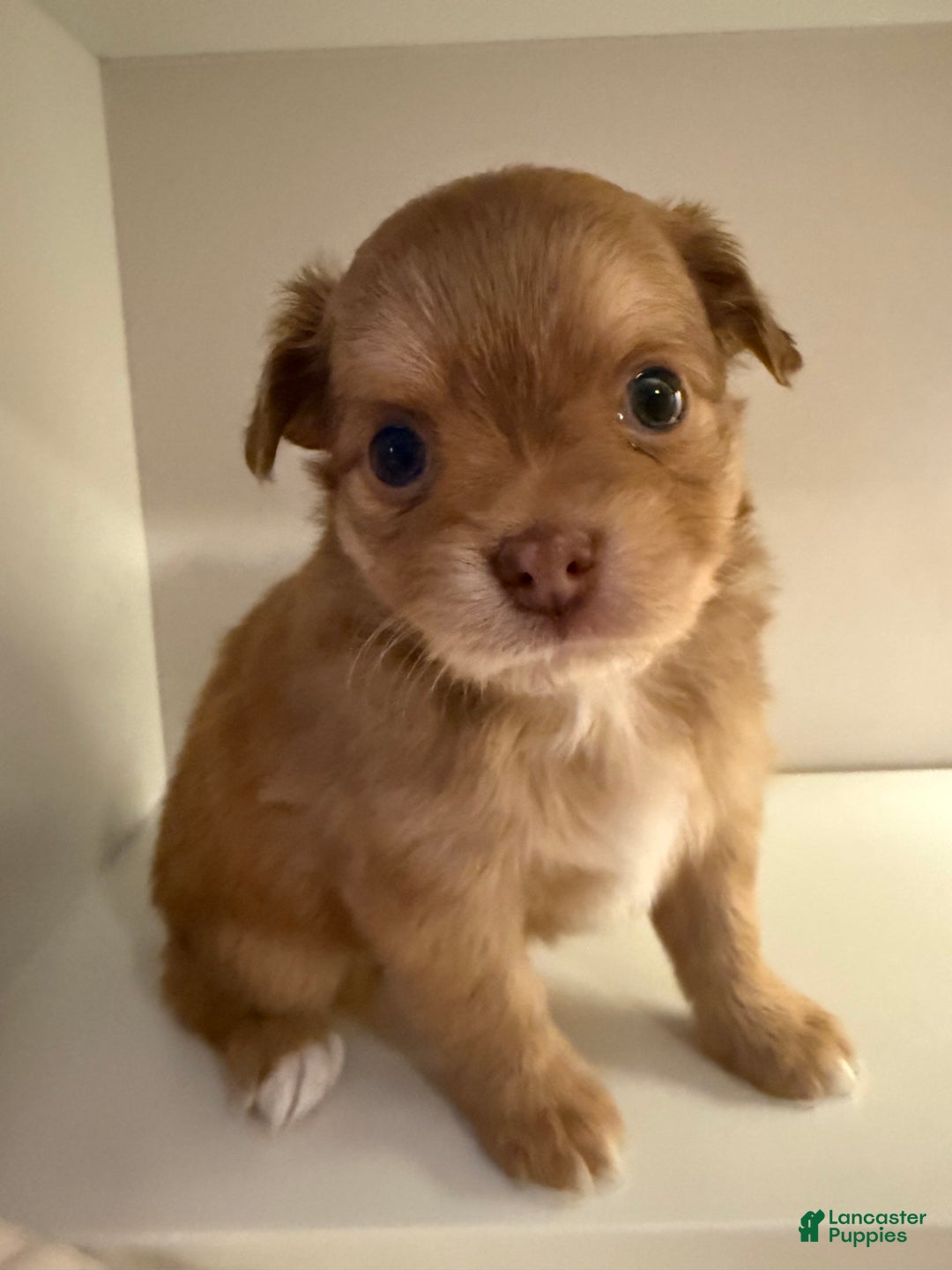 Chihuahua dogs for sale: Chihuahua Puppy  - Ad 6