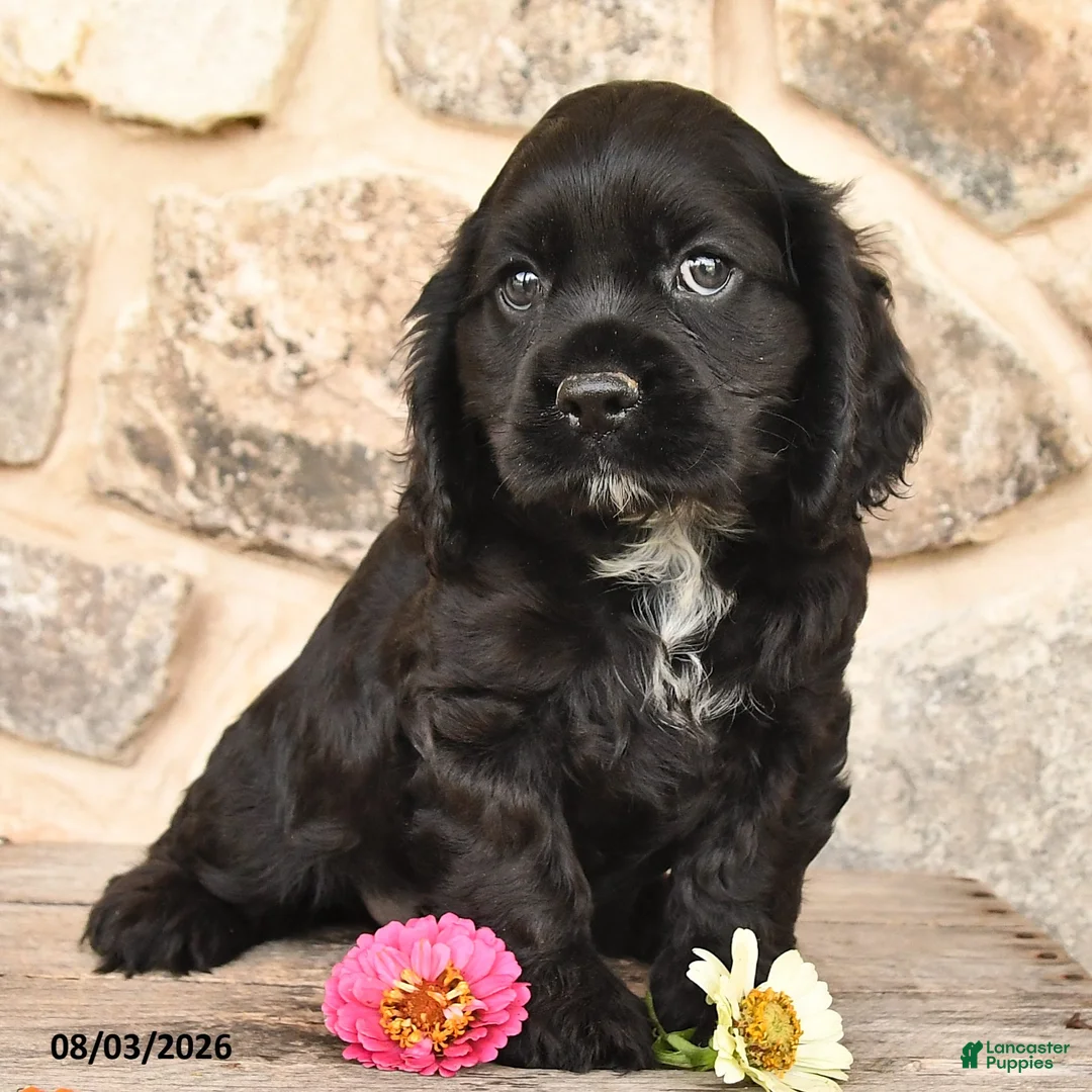 Cocker Spaniel dogs for sale: Diamond - Ad 2