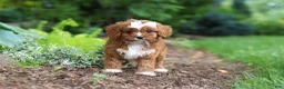 Cavapoo dogs for sale: Gracie - Ad 6
